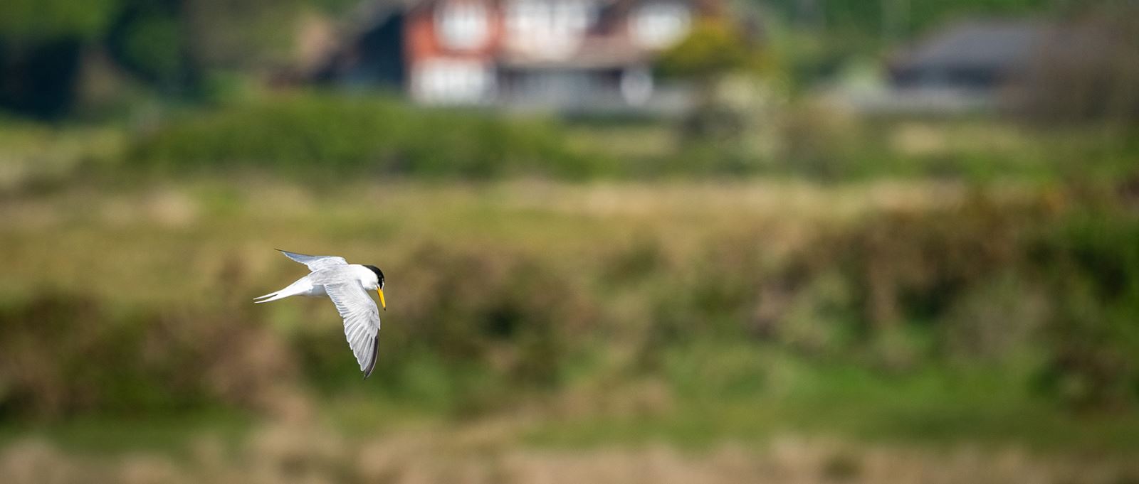 Lymington & Keyhaven Nature Reserve, Hampshire